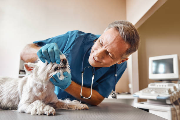 Best Emergency Dental Care for Abscessed Tooth in Monroe North, WA